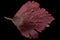 Autumn red celery leaf isolated on black