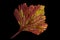 Autumn red celery leaf isolated on black