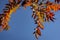 Autumn red colors of the Rhus typhina Staghorn sumac, Anacardiaceae leaves of sumac