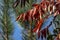 Autumn red colors of the Rhus typhina Staghorn sumac, Anacardiaceae leaves of sumac on blue sky. Natural texture pattern