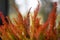 Autumn red heathers, autumn landscape