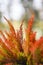 Autumn red heathers, autumn landscape