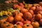 Autumn Red Kuri Pumpkins