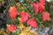 Autumn  - red leaves on Amur maple