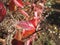 Autumn red leaves of shrub.Soft selective focus, close up.Red speckled leaves of young barberry. Autumn leaves. Beautiful nature