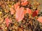 Autumn red leaves of shrub.Soft selective focus, close up.Red speckled leaves of young barberry. Autumn leaves. Beautiful nature