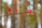 Autumn red leaves. Sprig of a tree with leaves in the forest.