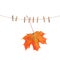 Autumn red maple leaf clothes line pegs white background