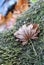 The autumn red maple leaf lies on the stone with green moss.