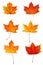 Autumn red maple leaves collection