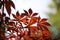 Autumn red maple leaves, a lush maple leaf silhouette