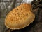 Autumn red scaly mushroom