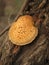 Autumn red scaly mushroom