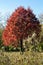 Autumn Red Tree in Field