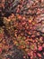 Autumn red yellow barberry berberis bush shrub branch berry plant nature close up macro photo background