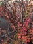 Autumn red yellow barberry berberis bush shrub branch berry plant nature close up macro photo background