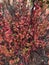 Autumn red yellow barberry berberis bush shrub branch berry plant nature close up macro photo background
