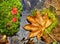 Autumn, red and yellow leaves on moss srones, wild river