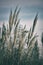 autumn reed with blue sky background