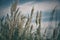 autumn reed with blue sky background