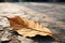 Autumn remnants Dried mango leaf rests gracefully on concrete floor