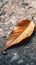 Autumn remnants Dried mango leaf rests gracefully on concrete floor