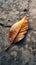 Autumn remnants Dried mango leaf rests gracefully on concrete floor