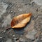 Autumn remnants Dried mango leaf rests gracefully on concrete floor