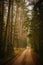 Autumn Reverie: A Tranquil Forest Path Through Fall\\\'s Splendor