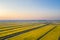 Autumn rice fields in sunset