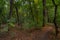 Autumn riparian forest and path in central Bohemia