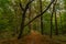 Autumn riparian forest and path in central Bohemia