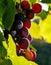 Autumn ripe grapes