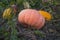 Autumn ripe pumpkins in garden