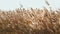 Autumn ripe reeds field in windy day