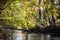 Autumn river creek stream in woods. Forest trees landscape woodland fall.