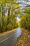 Autumn Road Flanked by Brilliant Foliage in Fruska Gora, Serbia.