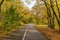 Autumn Road Flanked by Brilliant Foliage in Fruska Gora, Serbia.