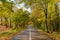 Autumn Road Flanked by Brilliant Foliage in Fruska Gora, Serbia.