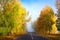 Autumn road. Scenic yellow trees along asphalt highway