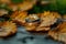 Autumn romance wedding ring placed amid dry, rustic leaves