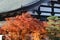 autumn with roof of Tofuku ji temple