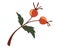 Autumn rosehip branch. Rosehip, dog-rose. Berries. The concept of medical plants, herbs. Designed to create package of health,