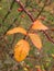 Autumn rosehip leaf on a branch
