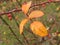 Autumn rosehip leaf on a branch