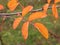 Autumn rosehip leaf on a branch