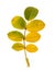 Autumn rosehip leaf, isolate on a white background