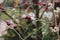 Autumn rosehip with red berries and naked branches