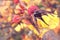 Autumn rosehips with spiderweb and raindrops