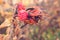 Autumn rosehips with spiderweb and raindrops